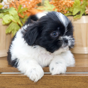 Shih Tzu Puppy Hope