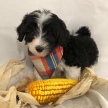 Labradoodle Puppy Peter