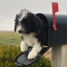 Labradoodle Puppy Peter