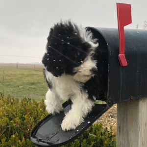 Labradoodle Puppy Peter