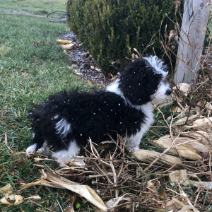 Labradoodle Puppy Peter