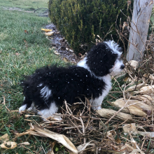 Labradoodle Puppy Peter