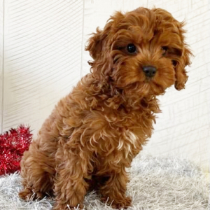 Cavapoo Puppy Sheri