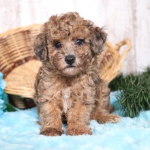 Poodle Puppy Pal