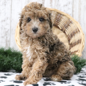 Poodle Puppy Pal