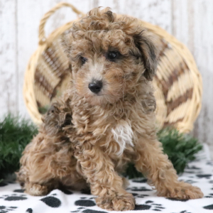 Poodle Puppy Pal