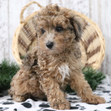 Poodle Puppy Pal