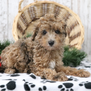 Poodle Puppy Pal