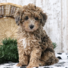 Poodle Puppy Pal
