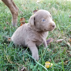 Labrador Retriever Puppy Spirit