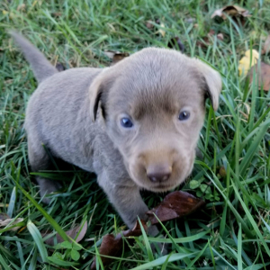 Labrador Retriever Puppy Spirit