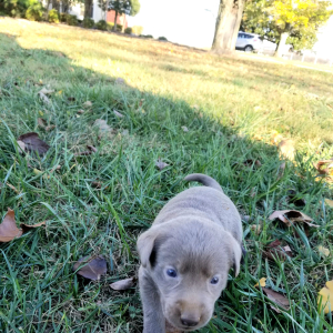 Labrador Retriever Puppy Spirit