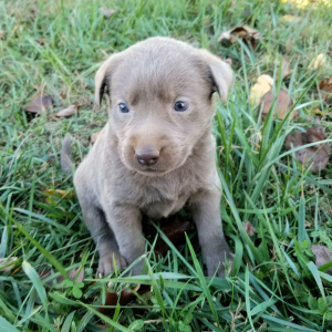 Labrador Retriever Puppy Spirit
