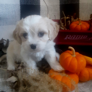 Cavachon Puppy Ginger