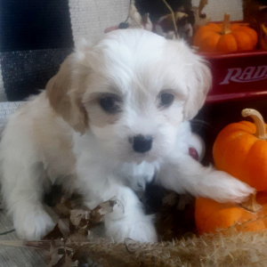 Cavachon Puppy Ginger
