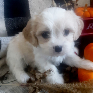 Cavachon Puppy Ginger
