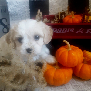 Cavachon Puppy Ginger