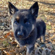 German Shepherd Dog Puppy Moonflower
