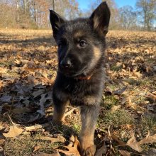 German Shepherd Dog Puppy Moonflower