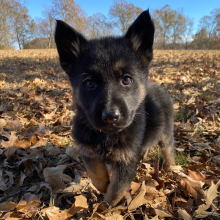German Shepherd Dog Puppy Moonflower
