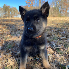 German Shepherd Dog Puppy Moonflower