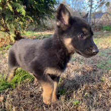 German Shepherd Dog Puppy Hocus Pocus