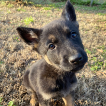 German Shepherd Dog Puppy Hocus Pocus