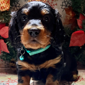 Dachshund Puppy Dopey