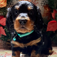 Dachshund Puppy Dopey
