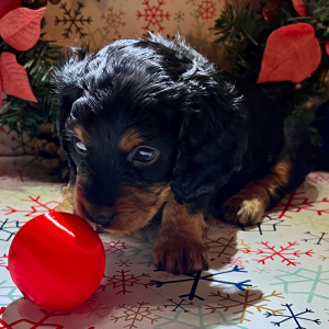 Dachshund Puppy Dopey