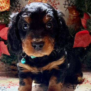 Dachshund Puppy Dopey