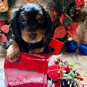 Dachshund Puppy Dopey