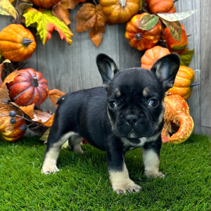 French Bulldog Puppy Everett