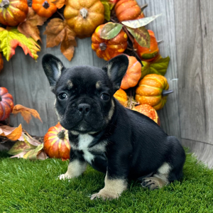 French Bulldog Puppy Everett