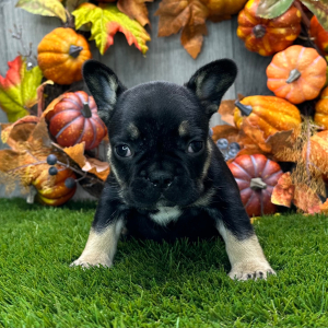 French Bulldog Puppy Everett
