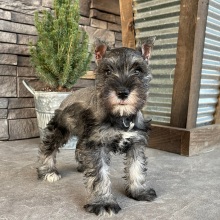 Miniature Schnauzer Puppy Oakley