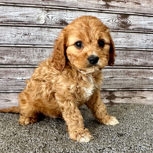 Cavapoo Puppy Peanut