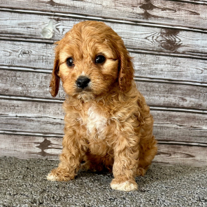 Cavapoo Puppy Peanut