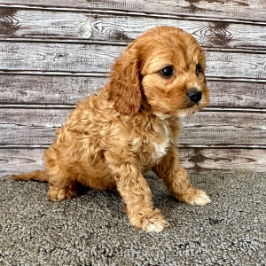 Cavapoo Puppy Peanut