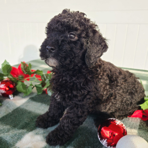 Goldendoodle Puppy Clyde