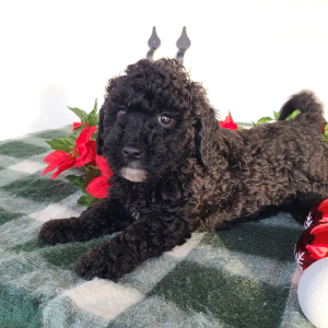 Goldendoodle Puppy Clyde
