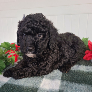 Goldendoodle Puppy Clyde