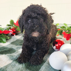Goldendoodle Puppy Clyde