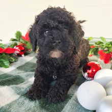 Goldendoodle Puppy Clyde