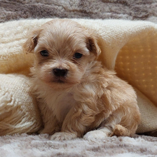 Maltipoo Puppy Lucey