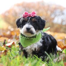 Havapoo Puppy Pringle