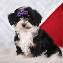 Havapoo Puppy Pringle