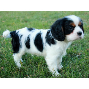 Cavalier King Charles Spaniel Puppy Abel