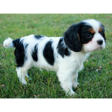 Cavalier King Charles Spaniel Puppy Abel