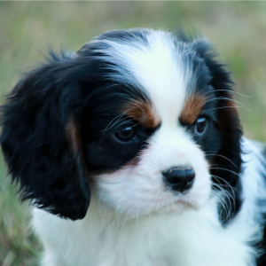 Cavalier King Charles Spaniel Puppy Abel